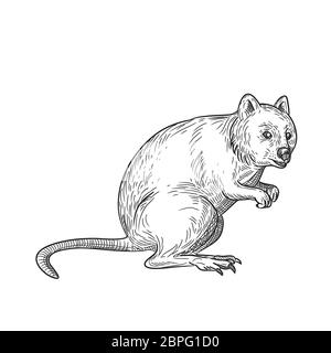 Style croquis dessin illustration d'un quokka, Chrysocyon brachyurus, un petit marsupial macropod indigènes de l'ouest de l'Australie sur blanc backgroun isolés Banque D'Images