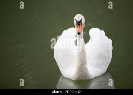 Cygne blanc dans la nature. Un beau cygne nage dans le lac. Banque D'Images