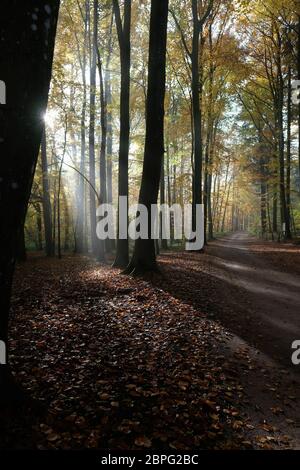 Weinbergstraße, Herbstlich gefärbten Wald Banque D'Images