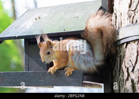 Petit écureuil drôle est assis sur un creux de nourrissage. Un animal dans le parc. Banque D'Images