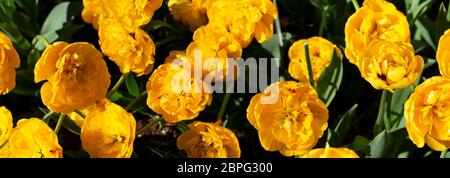 Panorama de tulipes jaunes de grande taille. De belles fleurs. Banque D'Images