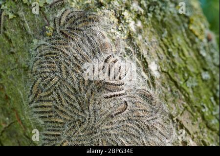 Chêne processif (Thaumetopoea processionea), Caterpiliers du chêne processif dans le nid sur le tronc d'un chêne Banque D'Images