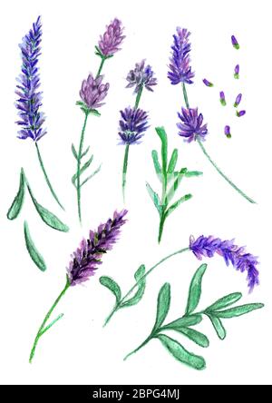 Ensemble de fleurs violettes lavande, croquis dessiné avec des crayons colord Banque D'Images