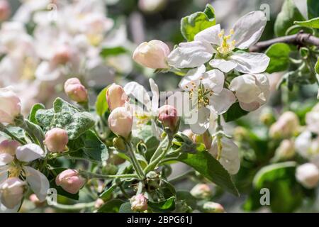 Fleurs de pomme blanche. Belle fleur pommiers. Arrière-plan avec fleurs en fleurs le jour du printemps. Banque D'Images
