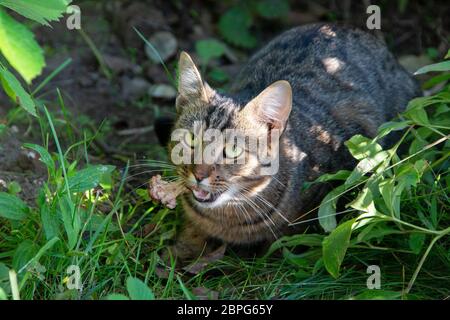 Chat sauvage avec proie. Chat de rue dans l'herbe avec un os. Banque D'Images