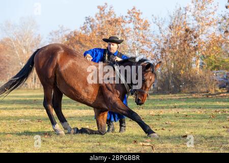 HORTOBAGY, HONGRIE, NOVEMBRE 04. 2018: Csikos hongrois en costume traditionnel folklorique montrant son cheval entraîné. Cheval-homme traditionnel de Hung Banque D'Images