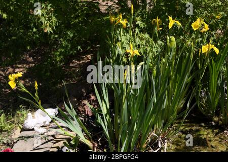 Iris pseudocacorus (drapeau jaune, iris jaune, drapeau de l'eau) est une espèce de plante florale de la famille des Iridaceae. Banque D'Images