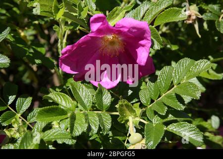 Rosa rugosa Rubra Rose japonaise en pleine croissance dans Garden Surrey, Angleterre Banque D'Images