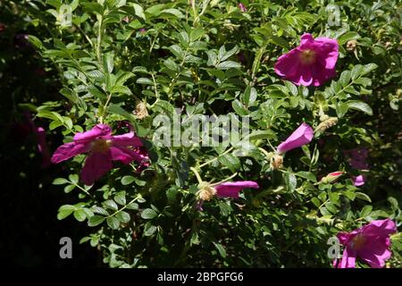 Rosa rugosa Rubra Rose japonaise en pleine croissance dans Garden Surrey, Angleterre Banque D'Images