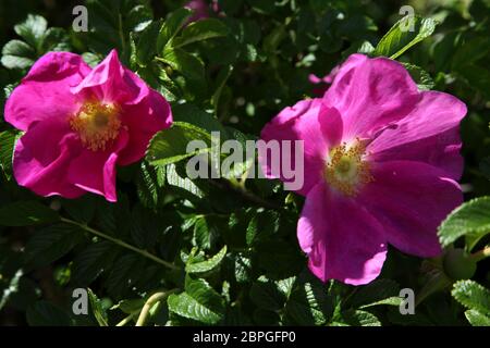 Rosa rugosa Rubra Rose japonaise en pleine croissance dans Garden Surrey, Angleterre Banque D'Images