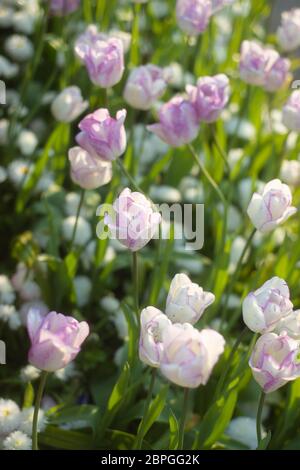 Magnifique Tulilas doux et Tulips blancs dans un jardin ensoleillé Banque D'Images