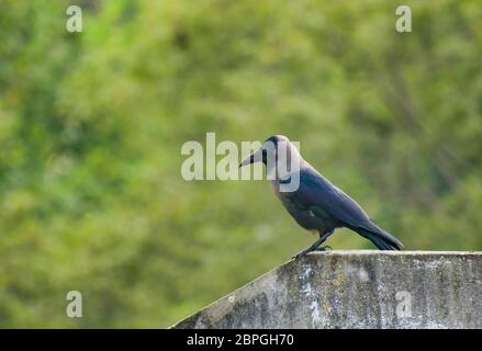 Un corbeau est un oiseau du genre Corvus, ou plus largement un synonyme de tout Corvus. Banque D'Images