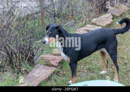 L'Appenzeller Mountain Dog en hiver Piscine Banque D'Images