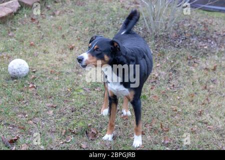 L'Appenzeller Mountain Dog en hiver Piscine Banque D'Images