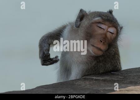 L'éraflure de macaques à longue queue elle-même avec les yeux fermés Banque D'Images