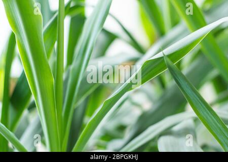 Lys vert Chlorophytum comosum plante araignée verte en gros plan plante de décoration de croissance robuste Banque D'Images