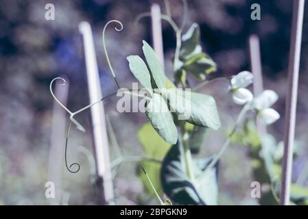 Closeup Détail de feuilles sur un plant de pois de neige monter planter les bâtonnets dans un jardin de légumes cultivés dans des tons doux et léger. Banque D'Images