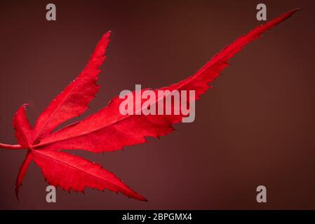 feuille d'érable rouge sur fond noir et flou Banque D'Images