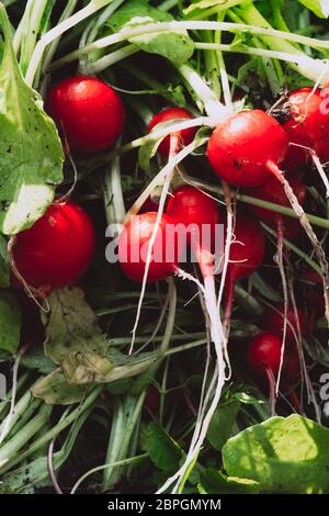 bouquet de radis organiques fraîchement récoltés. Légumes de saison, du jardin, à vendre sur le marché agricole local Banque D'Images