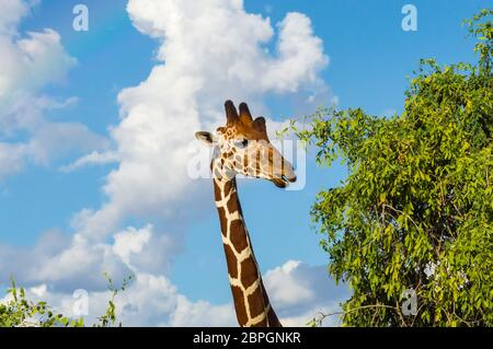 Le cou et la tête d'une girafe près d'un arbre verdoyant parc Samburu dans le centre du Kenya Banque D'Images