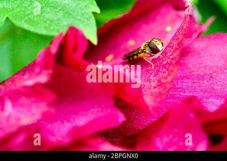 Changchun. 19 mai 2020. Photo prise le 19 mai 2020 montre des fleurs de pivoine en pleine floraison dans un jardin de pivoines à Changchun, dans la province de Jilin, dans le nord-est de la Chine. Crédit: Xu Chang/Xinhua/Alay Live News Banque D'Images