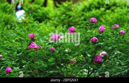 Changchun. 19 mai 2020. Photo prise le 19 mai 2020 montre des fleurs de pivoine en pleine floraison dans un jardin de pivoines à Changchun, dans la province de Jilin, dans le nord-est de la Chine. Crédit: Xu Chang/Xinhua/Alay Live News Banque D'Images