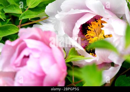 Changchun. 19 mai 2020. Photo prise le 19 mai 2020 montre des fleurs de pivoine en pleine floraison dans un jardin de pivoines à Changchun, dans la province de Jilin, dans le nord-est de la Chine. Crédit: Xu Chang/Xinhua/Alay Live News Banque D'Images