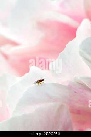 Changchun. 19 mai 2020. Photo prise le 19 mai 2020 montre des fleurs de pivoine en pleine floraison dans un jardin de pivoines à Changchun, dans la province de Jilin, dans le nord-est de la Chine. Crédit: Xu Chang/Xinhua/Alay Live News Banque D'Images