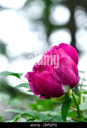 Changchun. 19 mai 2020. Photo prise le 19 mai 2020 montre une fleur de pivoine en pleine fleur dans un jardin de pivoines à Changchun, dans la province de Jilin, dans le nord-est de la Chine. Crédit: Xu Chang/Xinhua/Alay Live News Banque D'Images