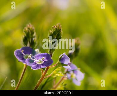 petites fleurs violettes sur fond vert flou Banque D'Images