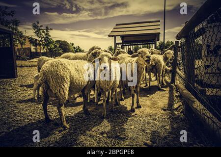 Moutons sur la ferme, les détails des animaux mammifères, de la laine et du lait, de la production alimentaire Banque D'Images