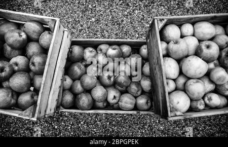 Les pommes dans des boîtes en bois, détail de fruits frais, de l'alimentation et la santé Banque D'Images