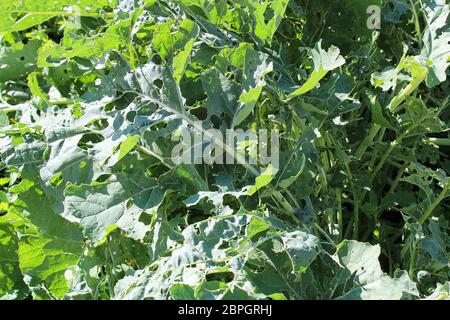 Espèce de chou brocoli dommages observés sur les feuilles. Banque D'Images