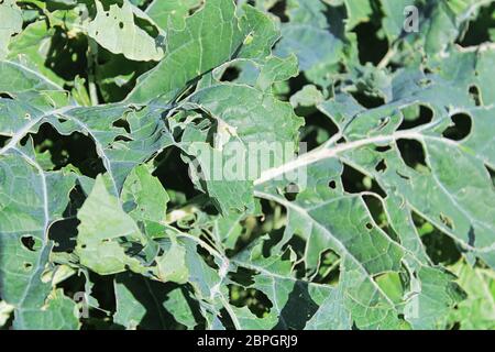 Espèce de chou brocoli dommages observés sur les feuilles. Banque D'Images