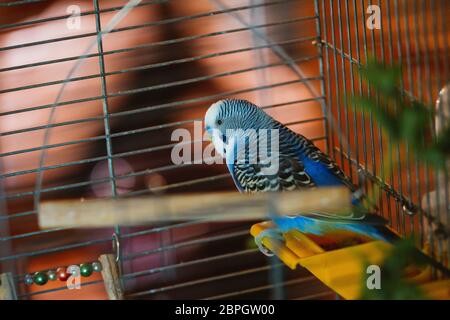 Blue Parrot ondulées dans une cage. Banque D'Images