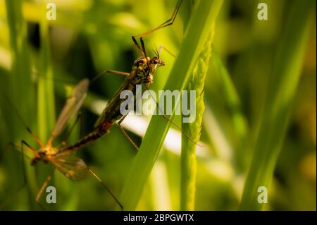 deux petits insectes bruns sur la plante verte Banque D'Images