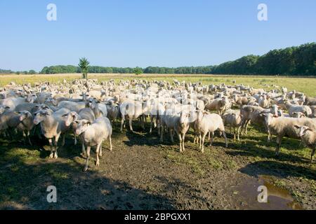 Troupeau de moutons près d'Ede (Planken Wambuis) aux pays-Bas Banque D'Images