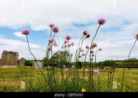 Très rare Tall thrift, Armeria Maritima elongata, croissant dans le cimetière de l'église anglicane Saint Martins Parish, village Ancaster, Lincolnshire Banque D'Images