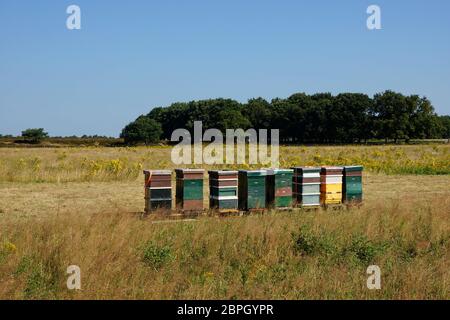 Ruches en bois peintes avec des abeilles actives près d'Ede, pays-Bas Banque D'Images