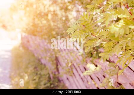 Paysage rural idyllique de Rowan Tree branches avec des feuilles vertes et une clôture en bois traditionnel par une route dans la campagne au coucher du soleil. Banque D'Images