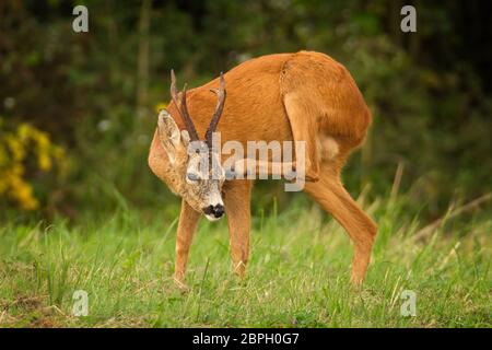 Cerf de Virginie sauvage avec de gros bois qui se gratte la tête. Paysage sauvage avec roebuck et comportement typique. Banque D'Images