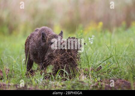 Sanglier, sus scrofa, creuser sur une prairie de jeter la boue autour avec son nez. L'image de la faune dynamiques de masse nuisible de porc lors de la recherche d'un aliment. Banque D'Images