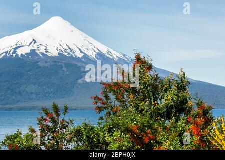 Volcan Osorno enneigé vu à travers le lac Lago Llanquihue dans la région de Los Lagos, au Chili, avec un feu de brousse chilien fleuri (Émerthrium coccineum) Banque D'Images