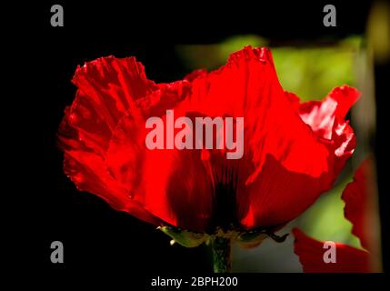 Thaxted, Royaume-Uni. 19 mai 2020. Thaxted Essex England Garden Flowers 19 mai 2020 Poppy photographié dans le jardin des photographes pendant la semaine où le Chelsea Flower Show devrait être à Londres, mais a été annulé pour la première fois depuis la Seconde Guerre mondiale en raison de la pandémie de coronavirus. Crédit : BRIAN HARRIS/Alay Live News Banque D'Images