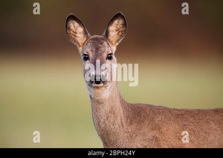 Close-up de Chevreuil, Capreolus capreolus, le doe au printemps avec brown ébarbées arrière-plan. Mignon femelle deer fixant à l'appareil photo. Banque D'Images