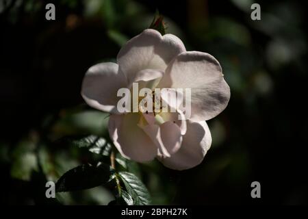 Thaxted, Royaume-Uni. 19 mai 2020. Thaxted Essex England Garden Flowers 19 mai 2020 White Rose photographiée dans le jardin des photographes pendant la semaine où le Chelsea Flower Show devrait être à Londres, mais a été annulée pour la première fois depuis la Seconde Guerre mondiale en raison de la pandémie du coronavirus. Crédit : BRIAN HARRIS/Alay Live News Banque D'Images