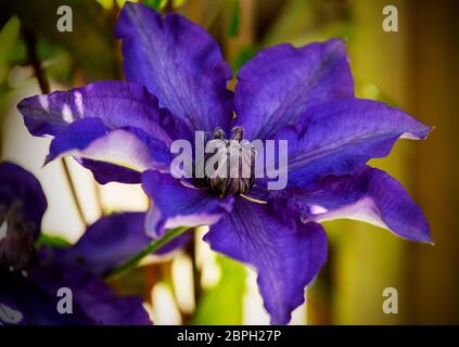 Thaxted, Royaume-Uni. 19 mai 2020. Thaxted Essex England Garden Flowers 19 mai 2020 Clematis Shikoo photographié dans le jardin des photographes pendant la semaine où le Chelsea Flower Show devrait être à Londres, mais a été annulé pour la première fois depuis la Seconde Guerre mondiale en raison de la pandémie de coronavirus. Crédit : BRIAN HARRIS/Alay Live News Banque D'Images