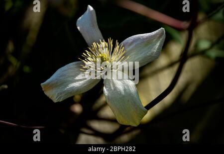 Thaxted, Royaume-Uni. 19 mai 2020. Thaxted Essex England Garden Flowers 19 mai 2020 Clematis photographié dans le jardin des photographes pendant la semaine où le Chelsea Flower Show devrait être à Londres, mais a été annulé pour la première fois depuis la Seconde Guerre mondiale en raison de la pandémie de coronavirus. Crédit : BRIAN HARRIS/Alay Live News Banque D'Images