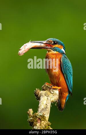 Mâle de kingfisher commun assis sur une branche avec le poisson sur le point de se nourrir Banque D'Images