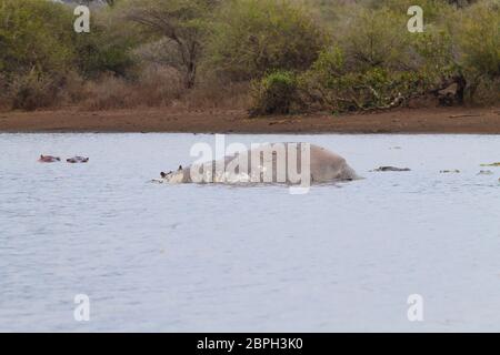 Hippo morts sur l'étang du parc national Kruger. Safari et la faune, l'Afrique du Sud. Animaux d'Afrique Banque D'Images